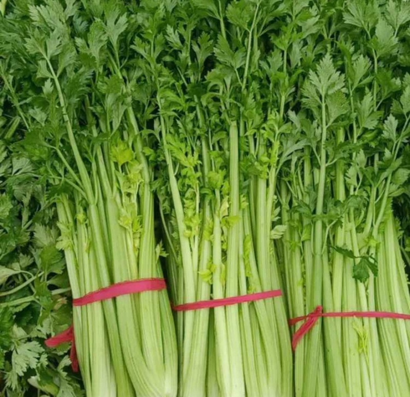 【热卖推荐】芹菜专卖河南产地直销量大从优可对接全国市场