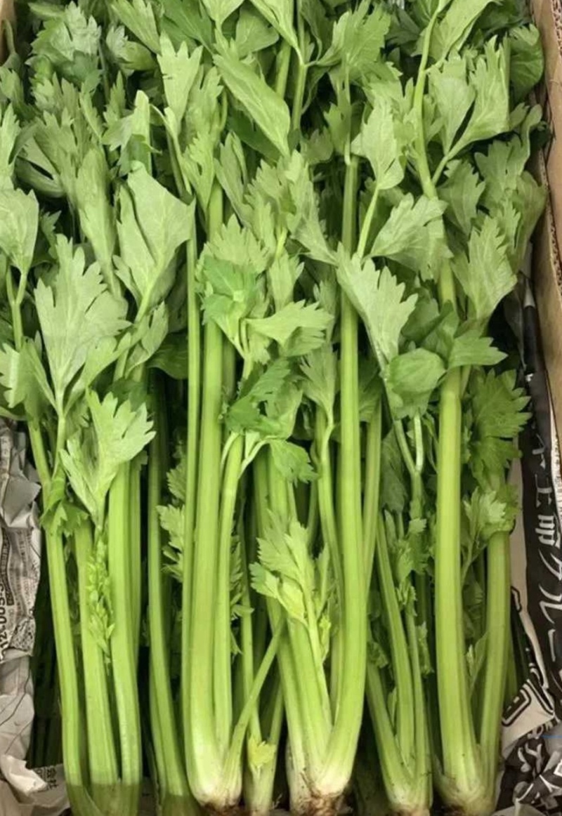 【热卖推荐】芹菜专卖河南产地直销量大从优可对接全国市场