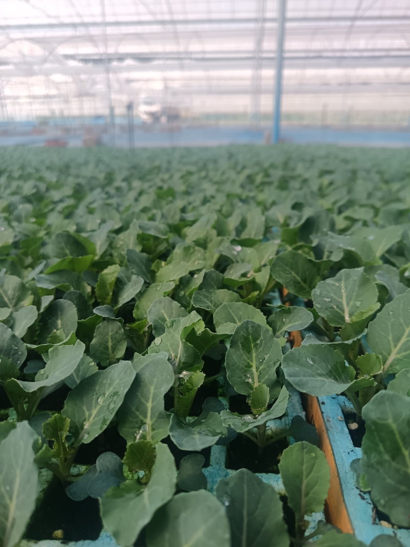 云南西兰花苗，专业培育，一手货源，易栽活