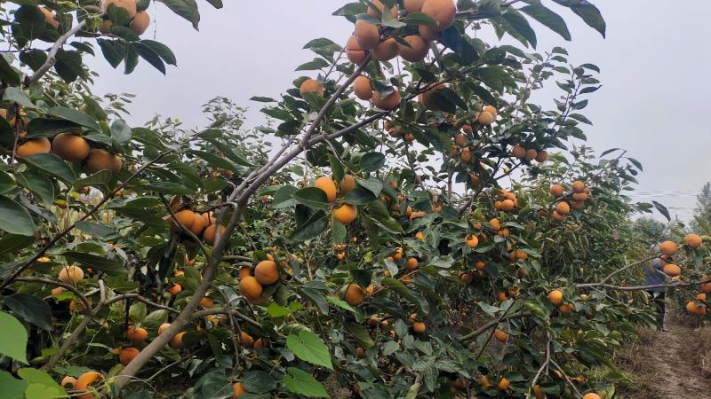 陕西西安周至尚村阳丰脆柿，5000斤次果，批发从优。