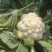 白花菜大量精品大棚青梗花菜大小重量批发