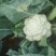 白花菜大量精品大棚青梗花菜大小重量批发
