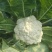 白花菜大量精品大棚青梗花菜大小重量批发