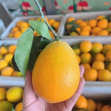 《纽荷尔脐橙》湖南基地直发对接商超团购电商一条龙