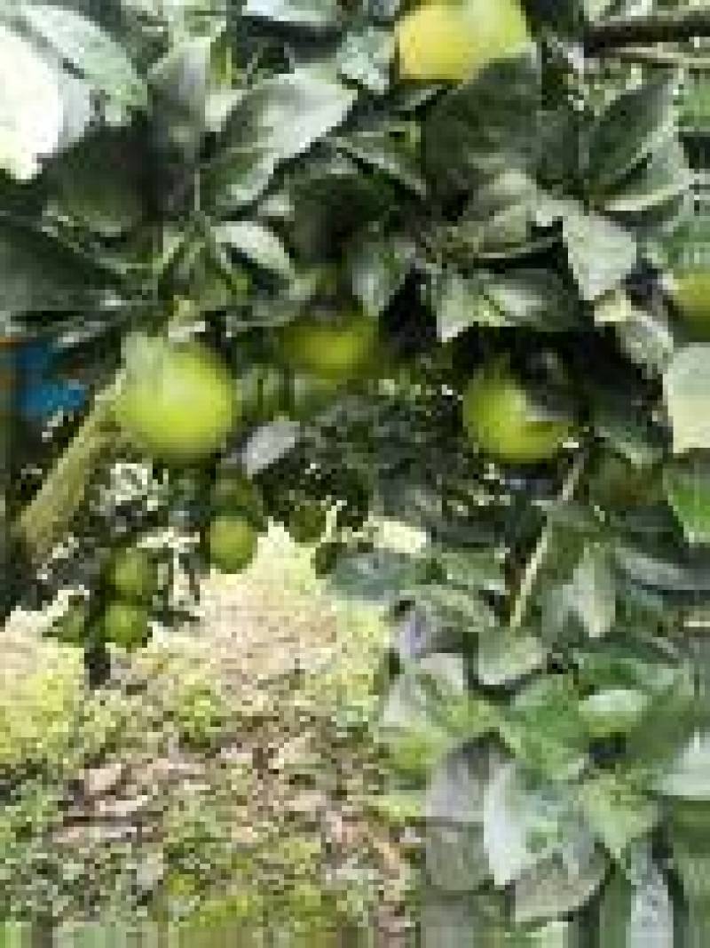 《纽荷尔脐橙》湖南基地直发对接商超团购电商一条龙
