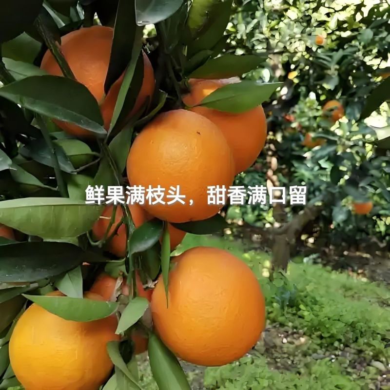 《纽荷尔脐橙》湖南基地直发对接商超团购电商一条龙