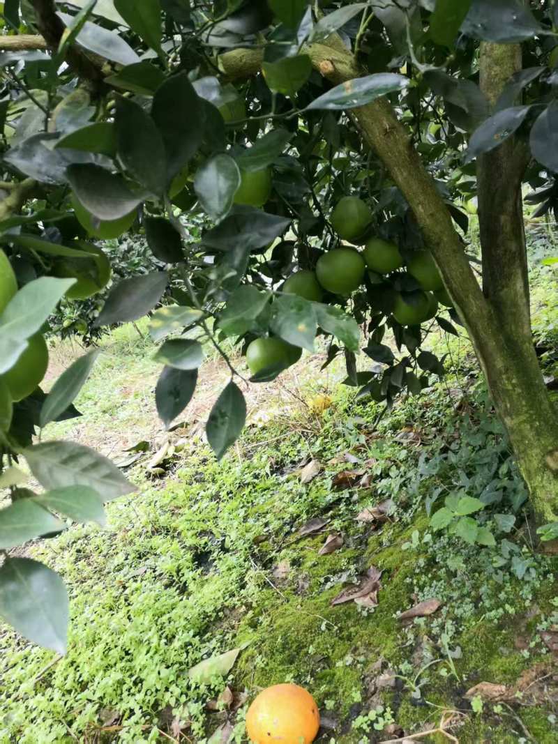 《纽荷尔脐橙》湖南基地直发对接商超团购电商一条龙