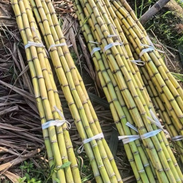 甘蔗/黄皮甘蔗/广东韶关翁源县甘蔗种植基地大量上市