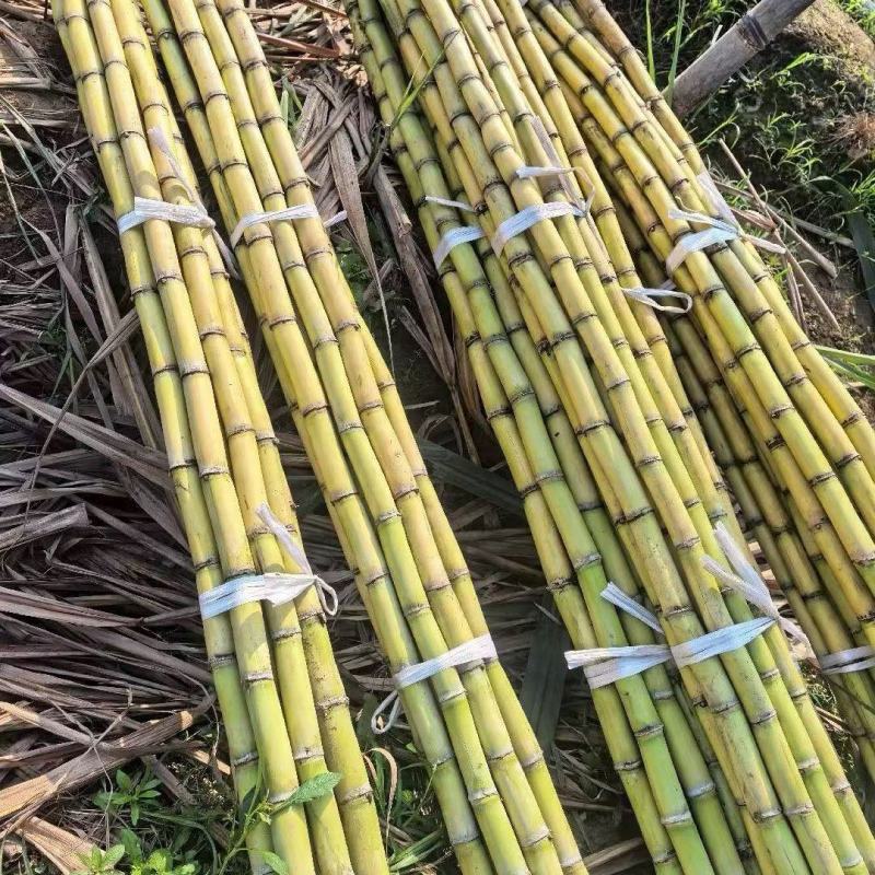 甘蔗/黄皮甘蔗/广东韶关翁源县甘蔗种植基地大量上市
