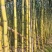 甘蔗/黄皮甘蔗/广东韶关翁源县甘蔗种植基地大量上市