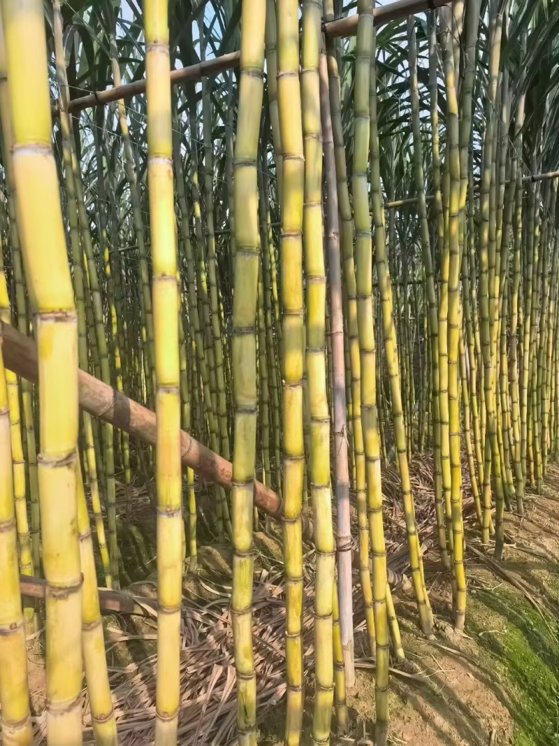 甘蔗/黄皮甘蔗/广东韶关翁源县甘蔗种植基地大量上市