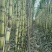 甘蔗/黄皮甘蔗/广东韶关翁源县甘蔗种植基地大量上市