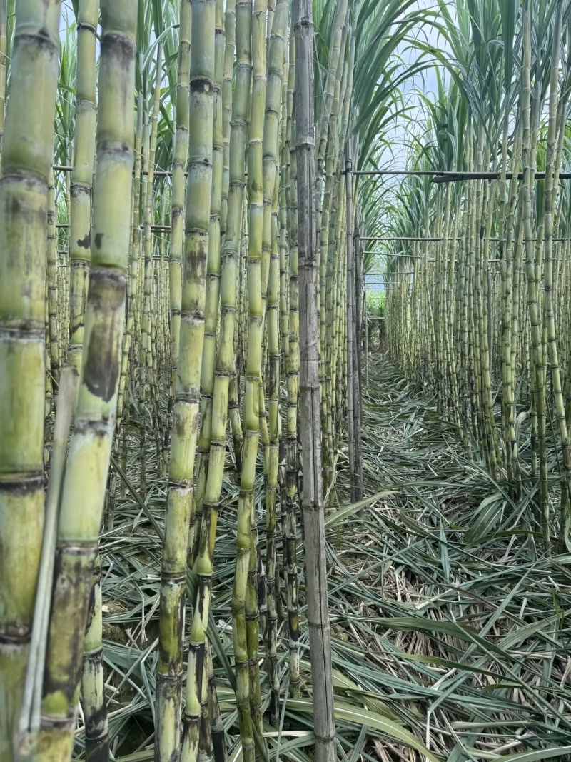 甘蔗/黄皮甘蔗/广东韶关翁源县甘蔗种植基地大量上市