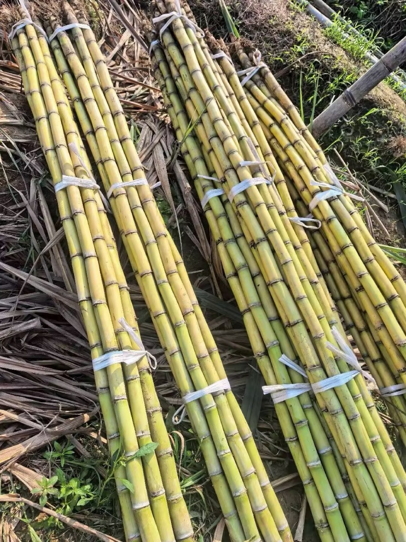 甘蔗/黄皮甘蔗/广东韶关翁源县甘蔗种植基地大量上市