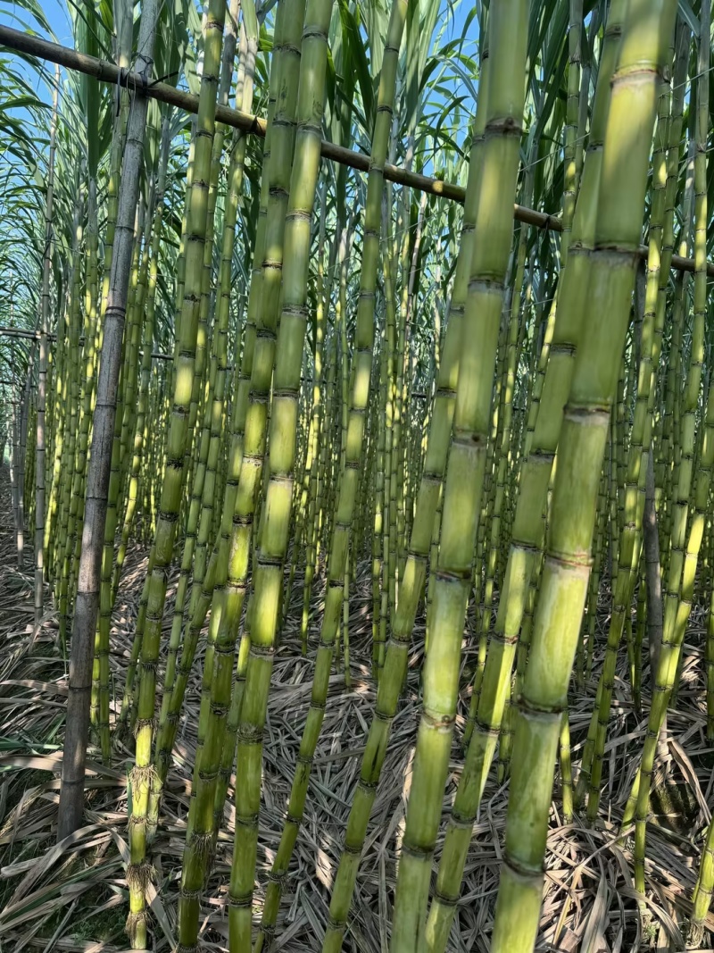 甘蔗/黄皮甘蔗/广东韶关翁源县甘蔗种植基地大量上市
