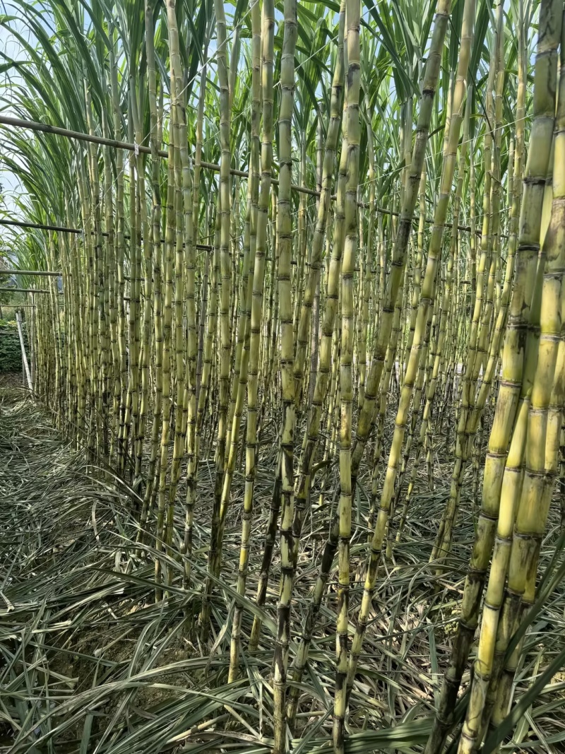甘蔗/黄皮甘蔗/广东韶关翁源县甘蔗种植基地大量上市