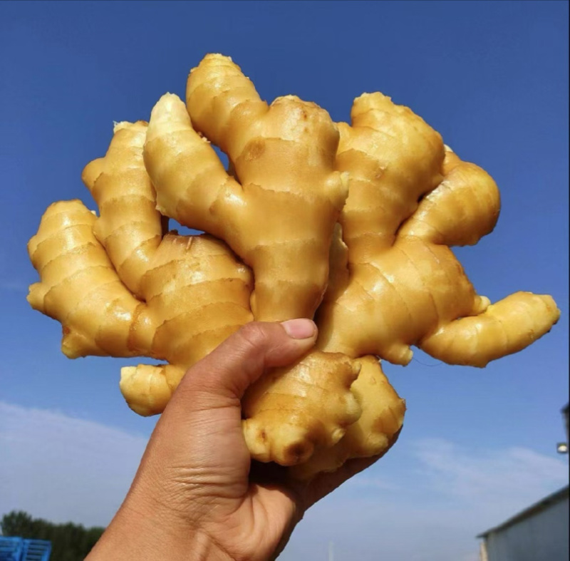 山东精品生姜品质保证产地直发一手货源大量供应欢迎合作