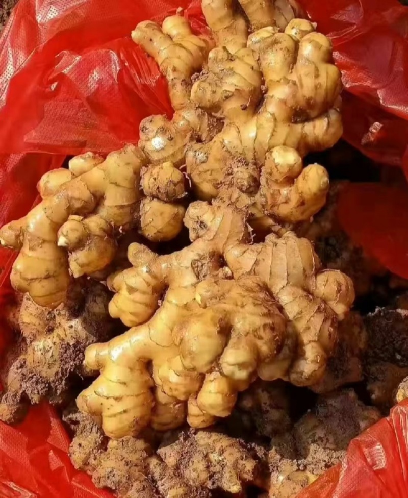 山东精品生姜品质保证产地直发一手货源大量供应欢迎合作