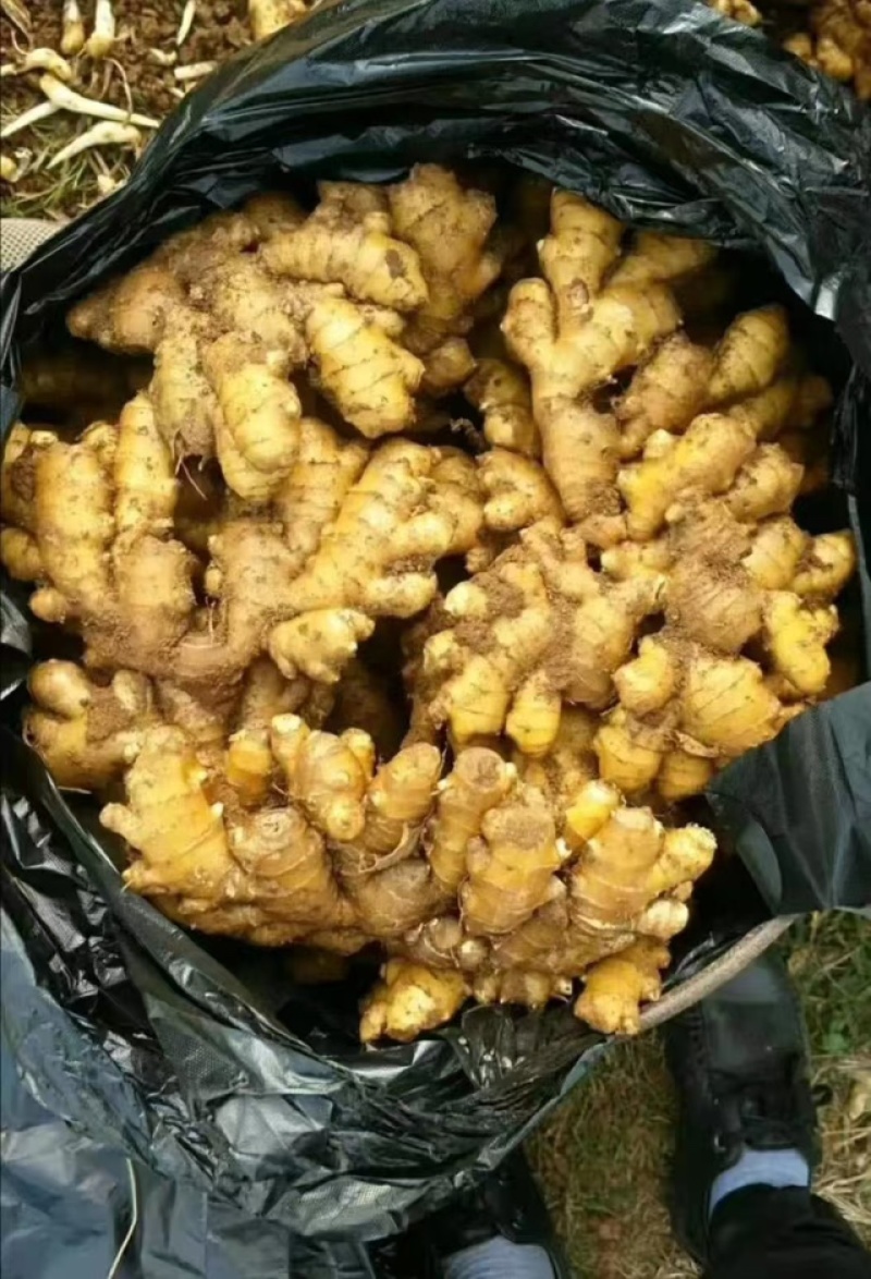 山东精品生姜品质保证产地直发一手货源大量供应欢迎合作