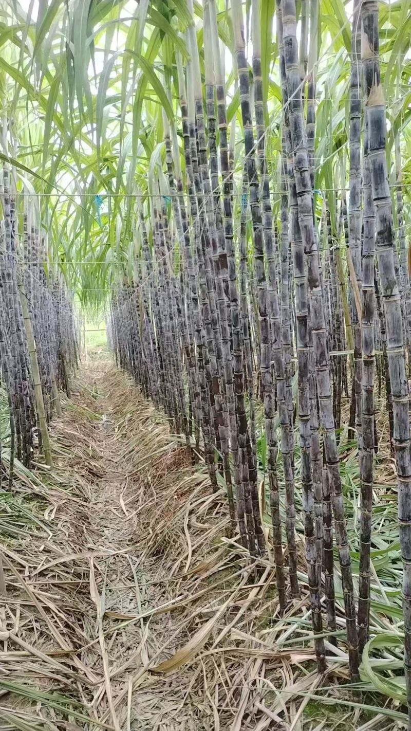 甘蔗/黑皮甘蔗/广东韶关翁源县黑皮甘蔗口感脆甜/对接全国