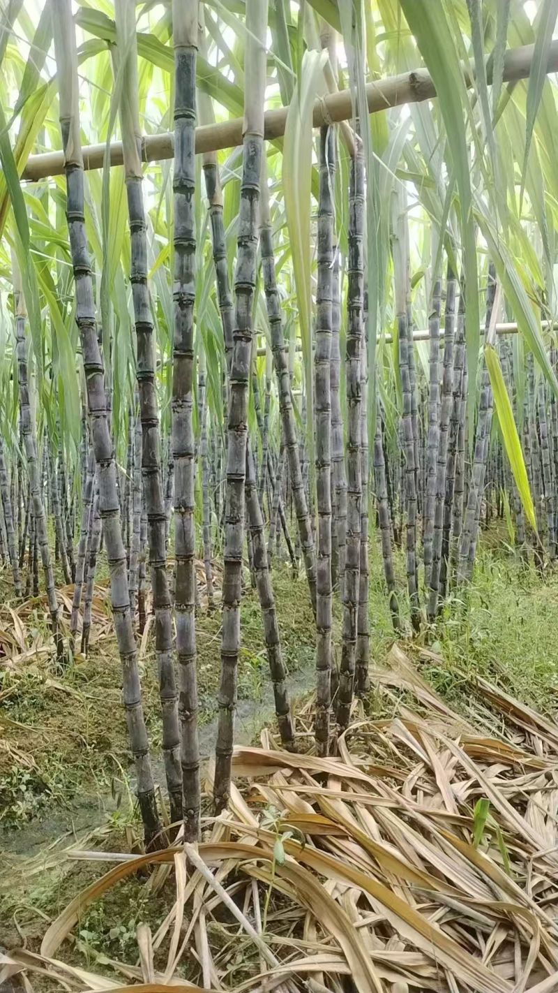 甘蔗/黑皮甘蔗/广东韶关翁源县黑皮甘蔗口感脆甜/对接全国