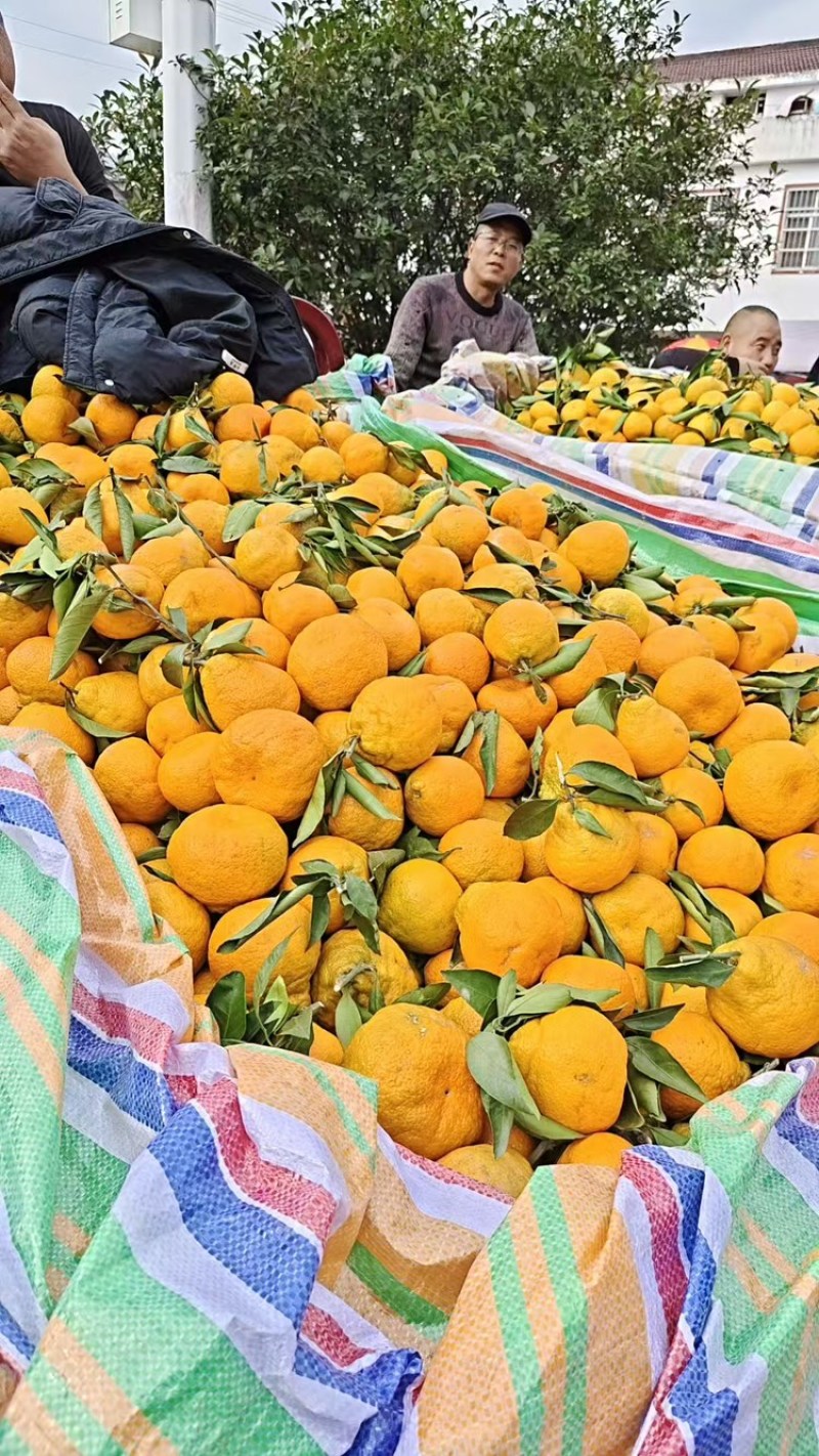 陕西汉中蜜橘大量上市中，产地便宜了，一手货源电话咨询
