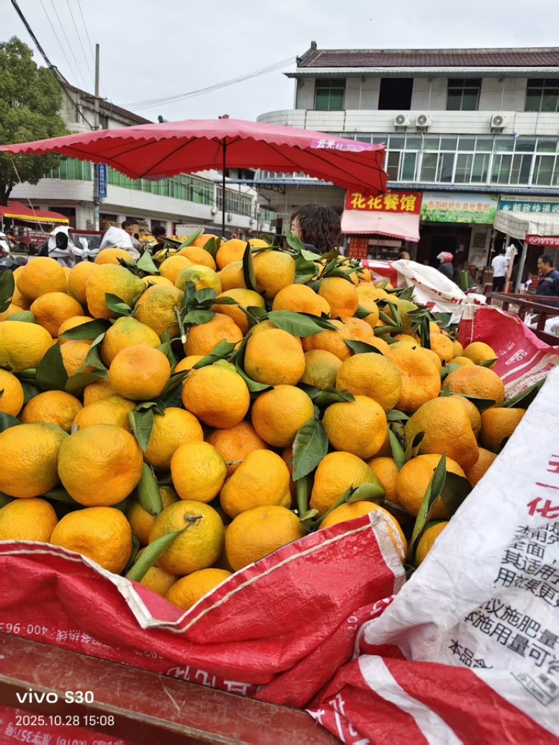 陕西汉中蜜橘大量上市中，产地便宜了，一手货源电话咨询