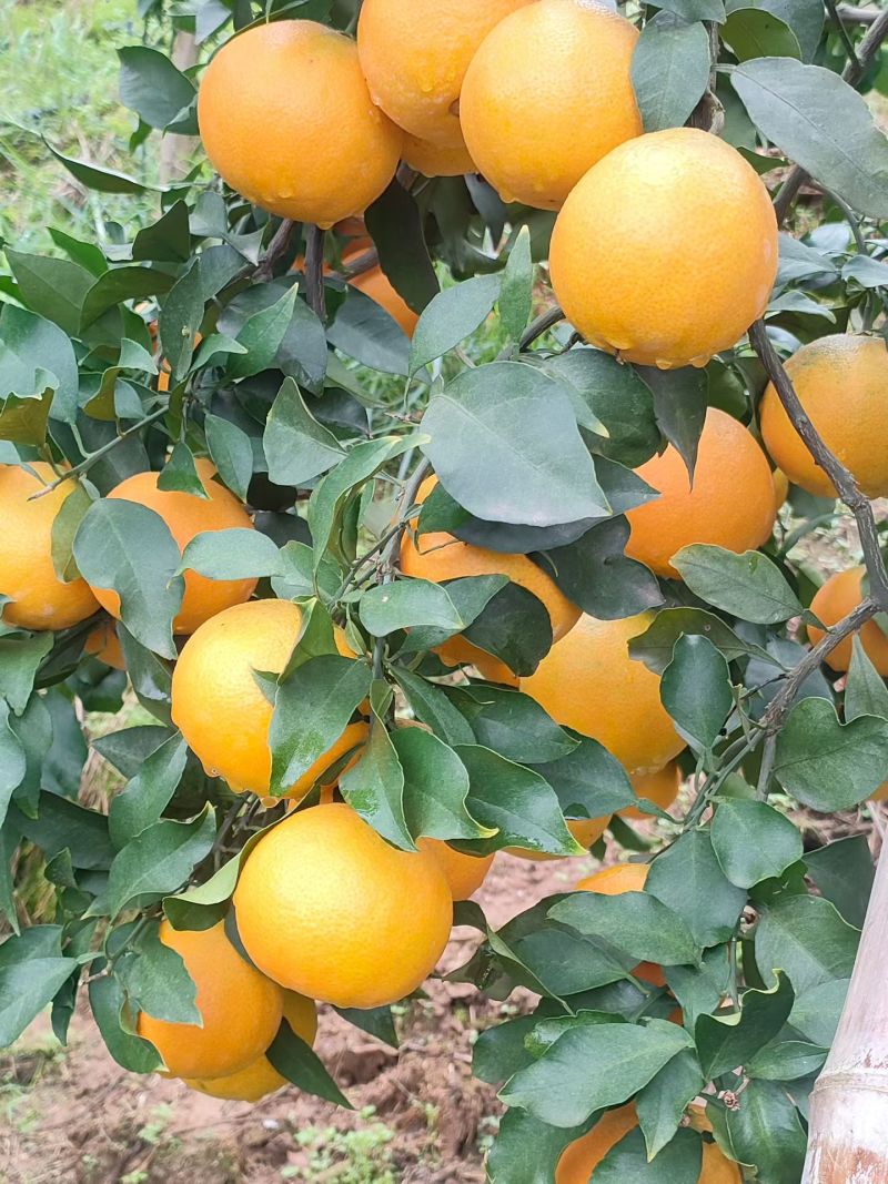 精品纯甜爱媛果冻橙个头大果面干净皮薄水份很足支持电商市场