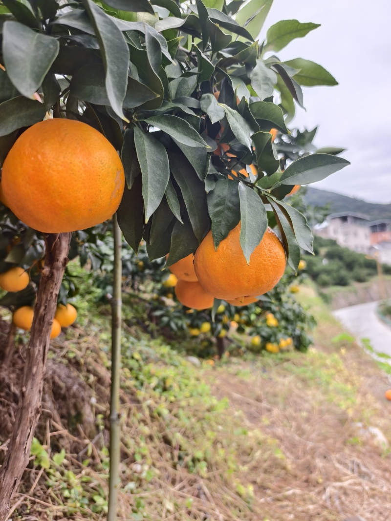 精品纯甜爱媛果冻橙个头大果面干净皮薄水份很足支持电商市场