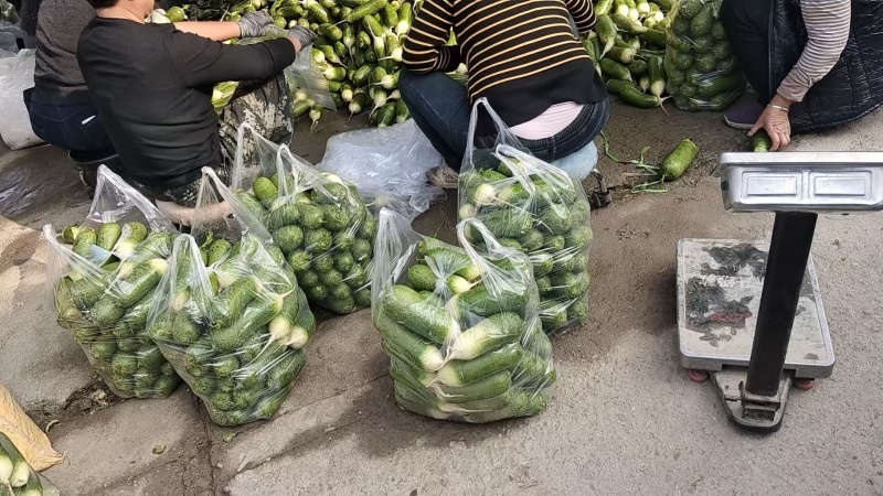 正宗水果萝卜，味美多汁，货好，价不高，全国发货，欢迎进店