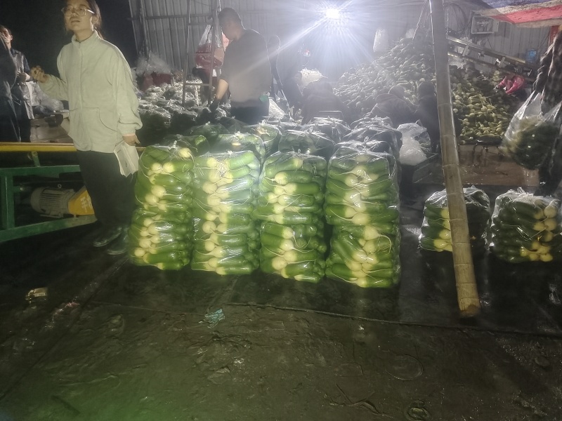 正宗水果萝卜，味美多汁，货好，价不高，全国发货，欢迎进店