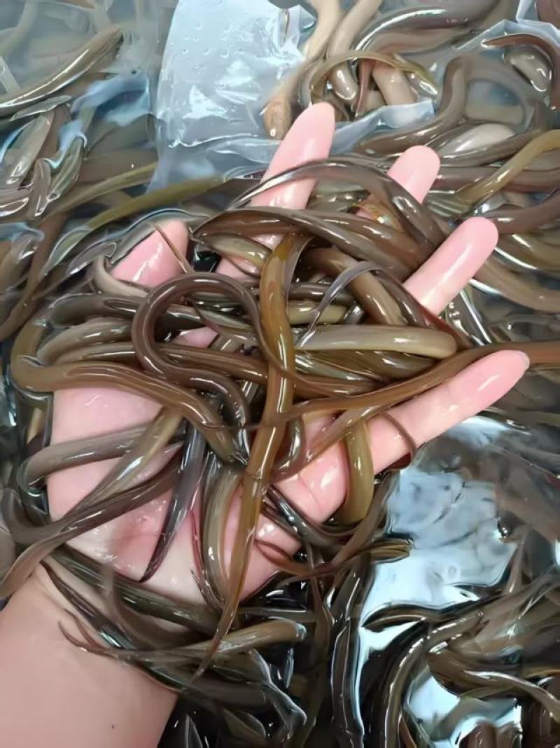 【精选】黄鳝苗正大九号黄鳝基地孵化提供养殖技术包运输