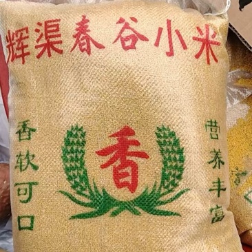 自家小米，色泽金黄，能熬出厚厚的米油
