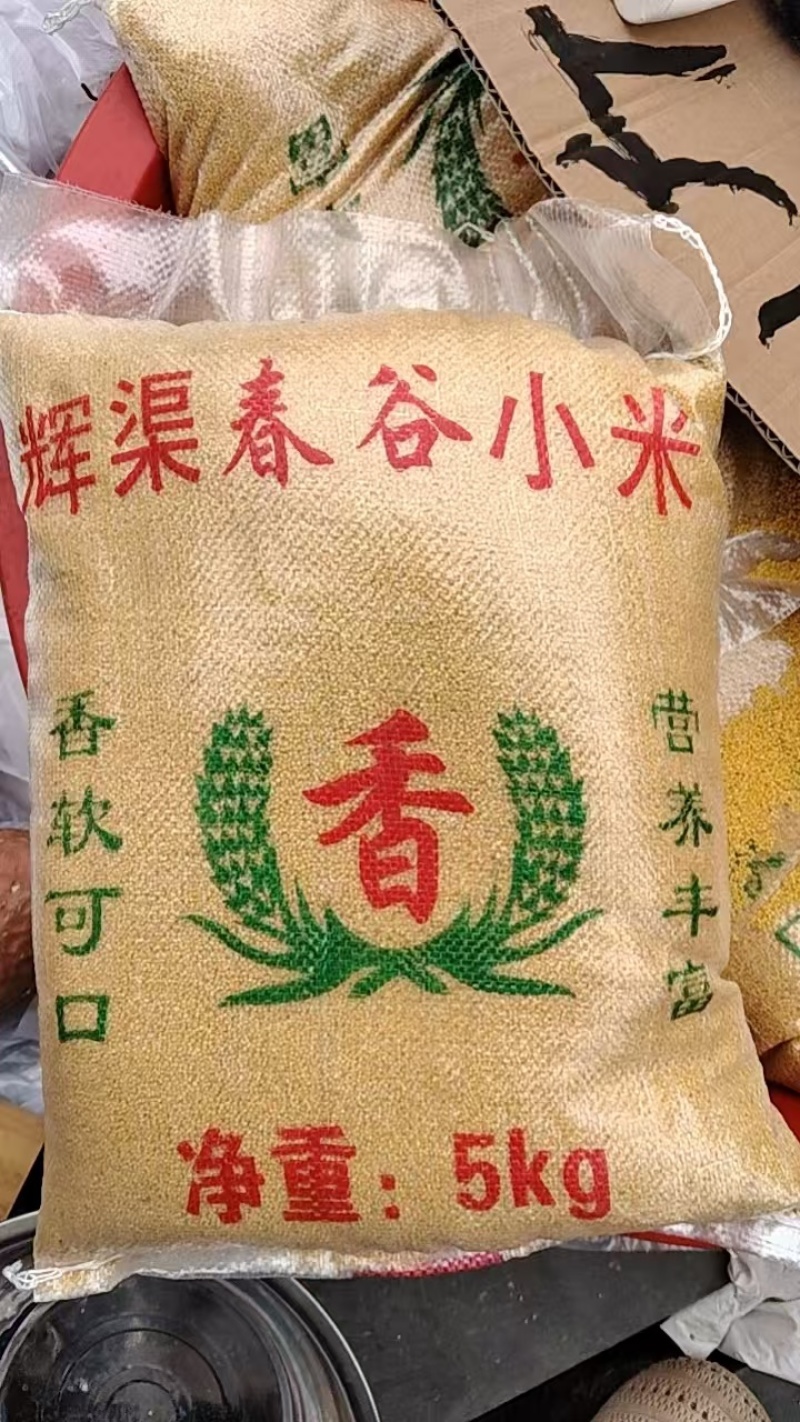 自家小米，色泽金黄，能熬出厚厚的米油