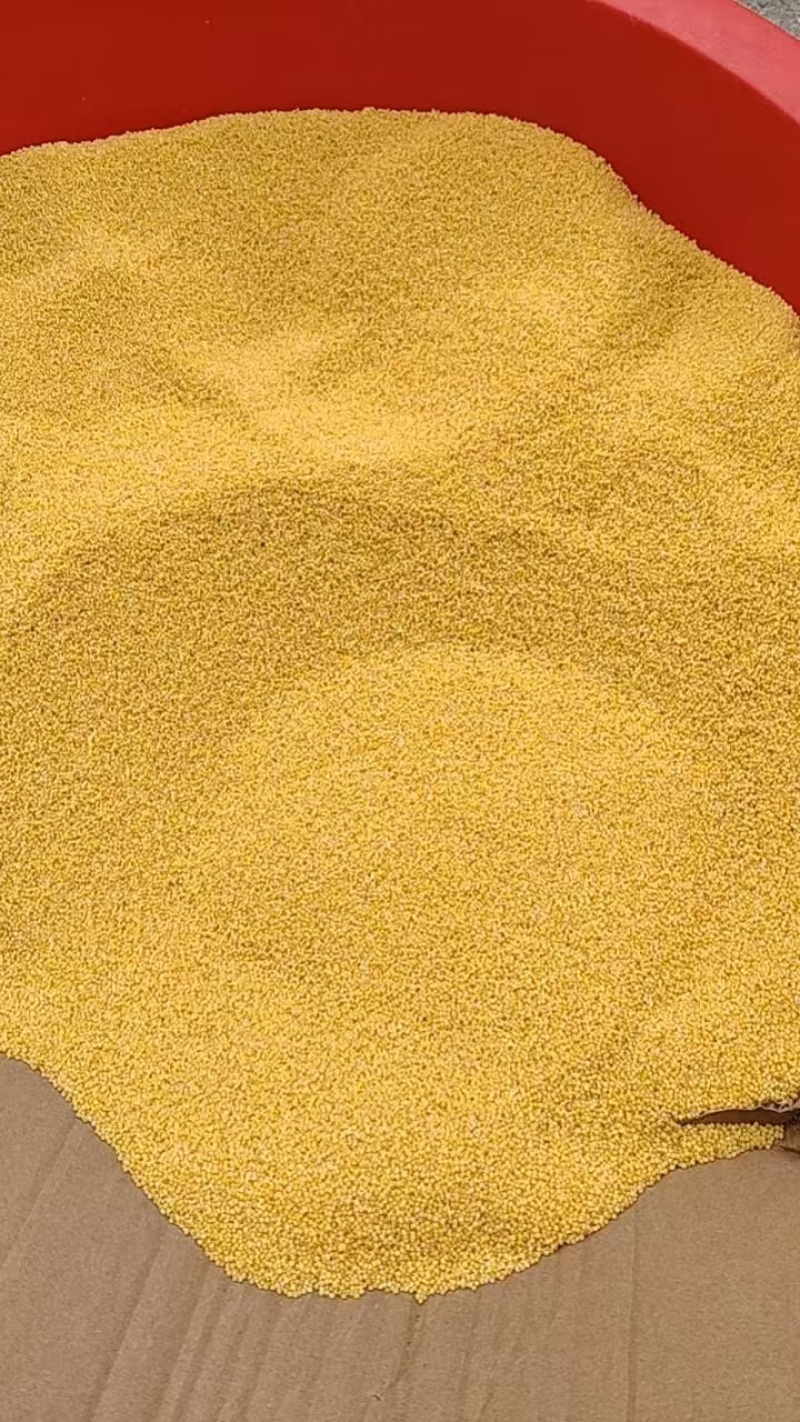 自家小米，色泽金黄，能熬出厚厚的米油