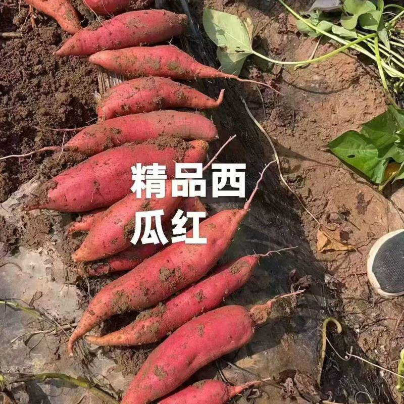 安徽明光精品红薯，黄心，质量很好，市场货
