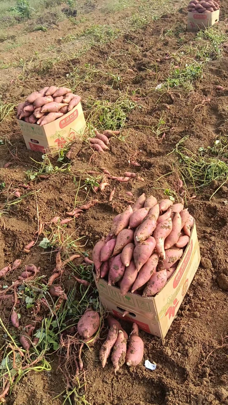 安徽明光精品红薯，黄心，质量很好，市场货