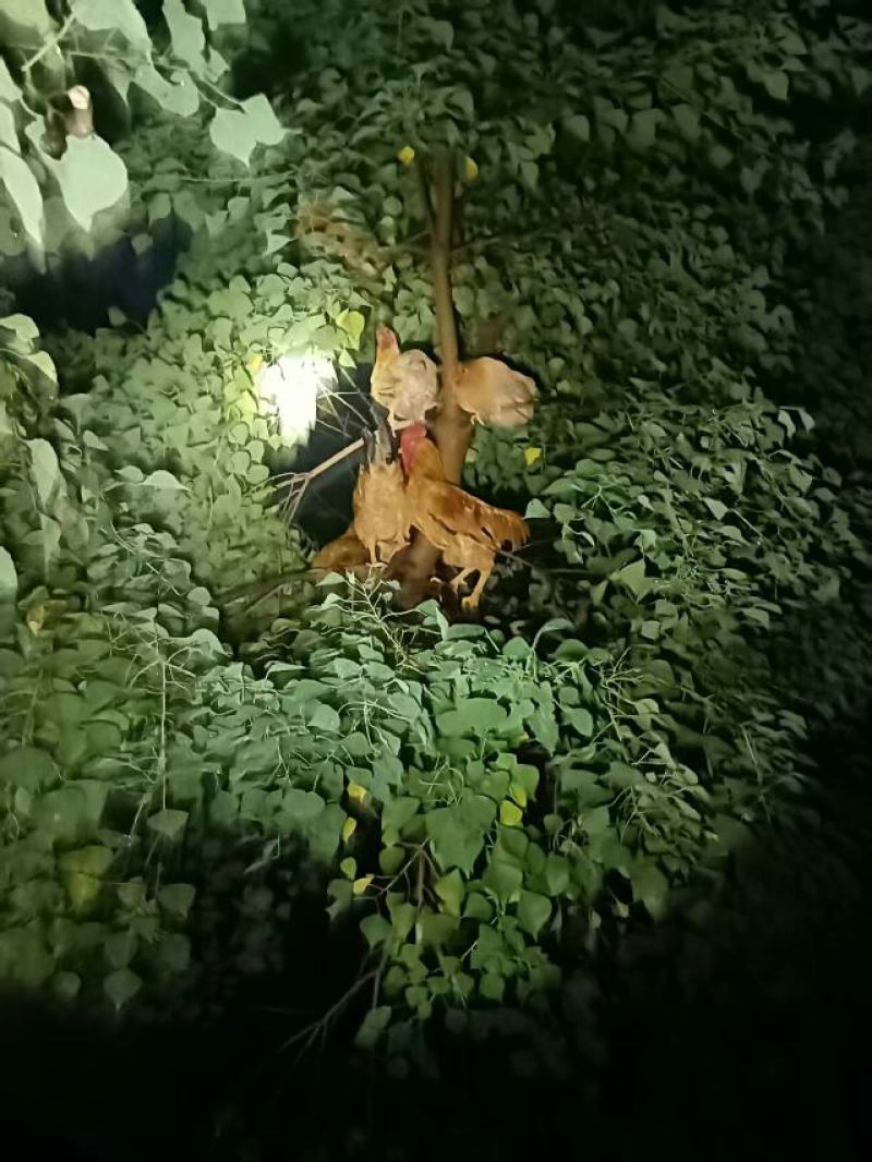 精选皖南白茅岭飞地生态活鸡母鸡公鸡均有养殖时间一年以上