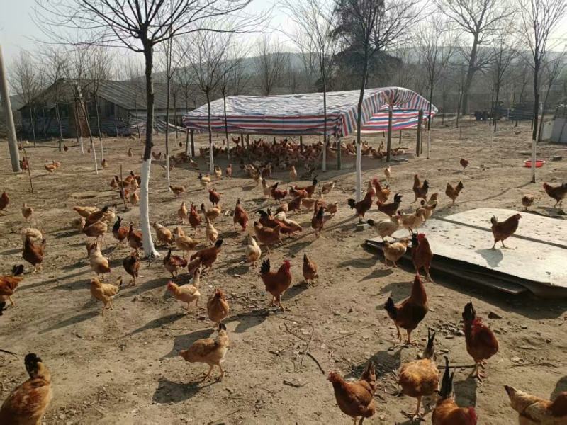 精选皖南白茅岭飞地生态活鸡母鸡公鸡均有养殖时间一年以上