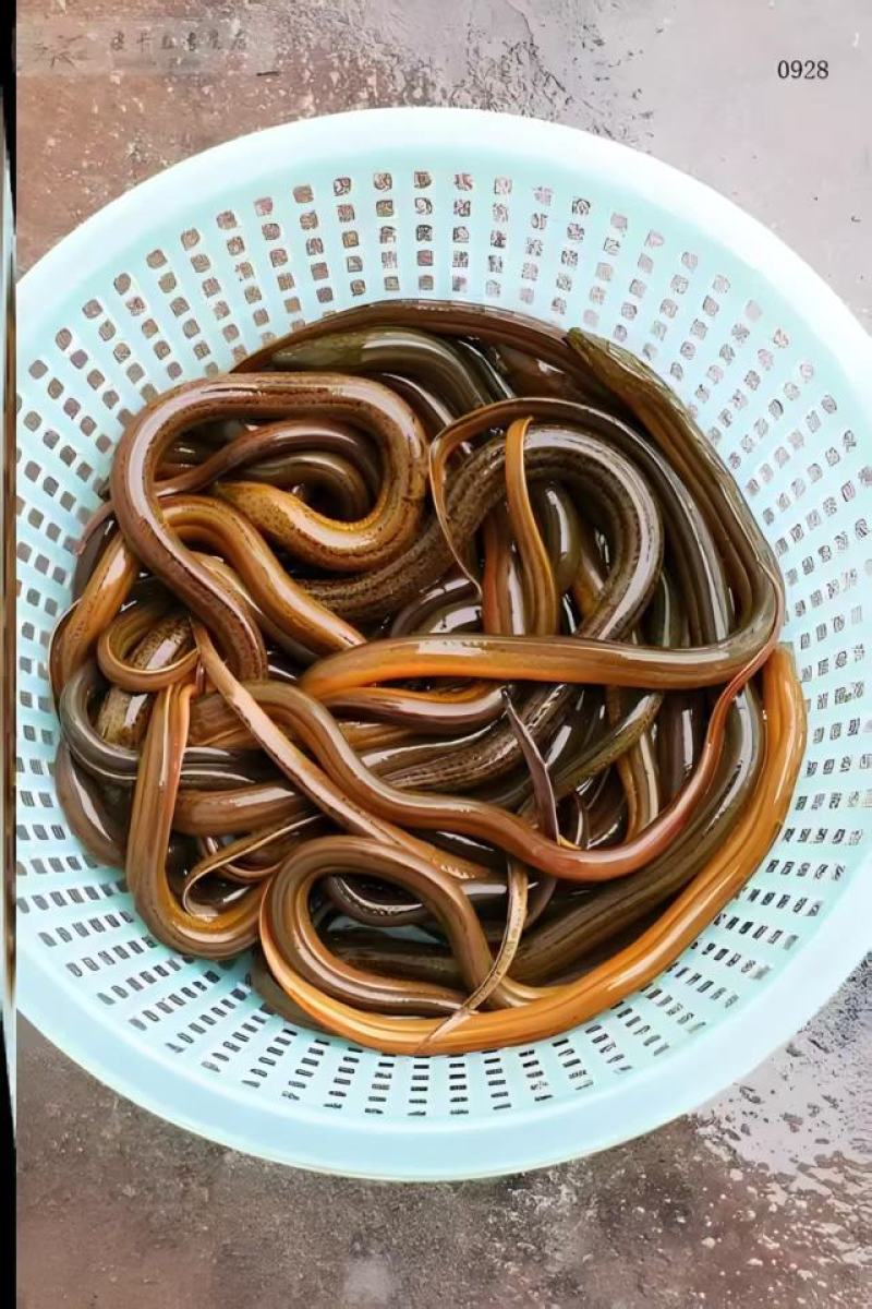 【热卖】黄鳝苗正大九号基地孵化包技术提供运输货到付款