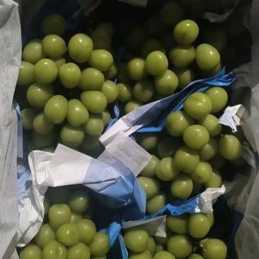 大量高次果阳光玫瑰葡萄供应加工厂果汁厂罐头厂专用葡萄