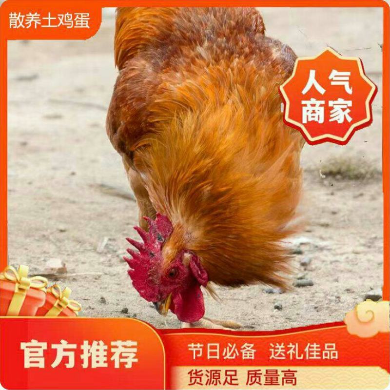 精选皖南白茅岭飞地生态活鸡母鸡公鸡均有养殖时间一年以上