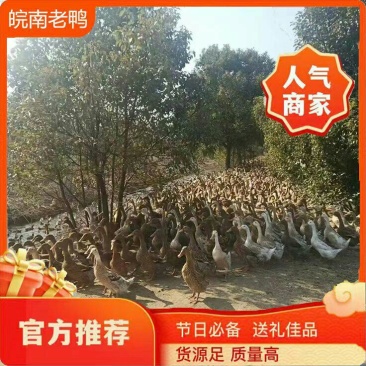 皖南生态养殖老鸭散养鸭肉质鲜美营养丰富对接团购