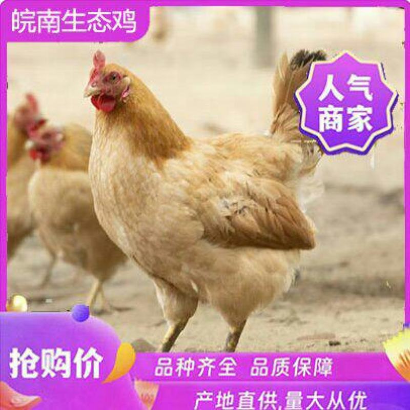 精品皖南土鸡营养价值高纯散养欢迎自有农场欢迎洽谈合作