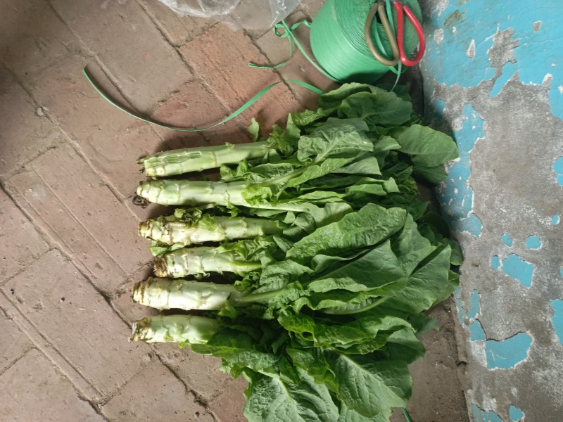 露天白皮圆叶莴笋上市了