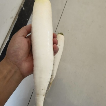 萝卜