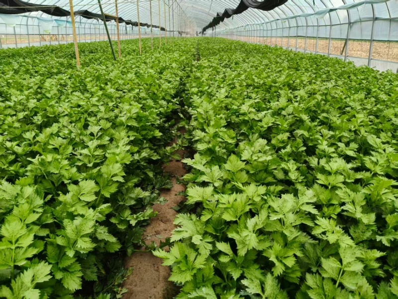 芹菜基地直发货源充足可以视频看货质量保证