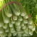 芹菜基地直发货源充足可以视频看货质量保证