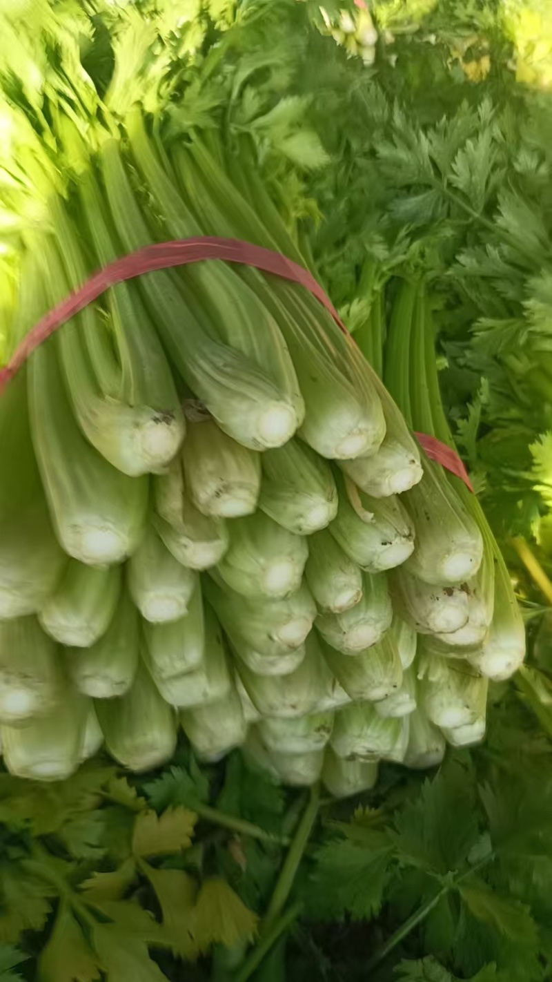 芹菜基地直发货源充足可以视频看货质量保证