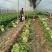 芹菜基地直发货源充足可以视频看货质量保证
